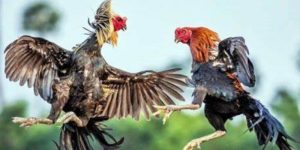 Đá Gà Cựa Sắt - Nơi Quyết Đấu Của Chiến Kê Hạng Nhất 