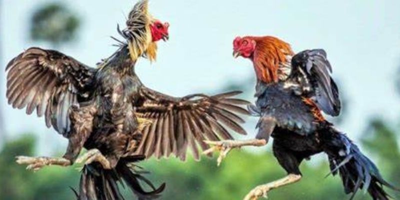 Đá Gà Cựa Sắt - Nơi Quyết Đấu Của Chiến Kê Hạng Nhất