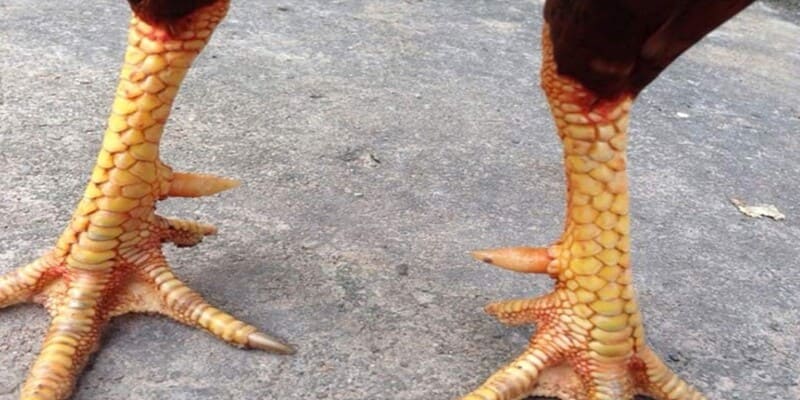 Vảy Gà Chọi Độc – Bí Quyết Cá Cược Đỉnh Cao Tại W188